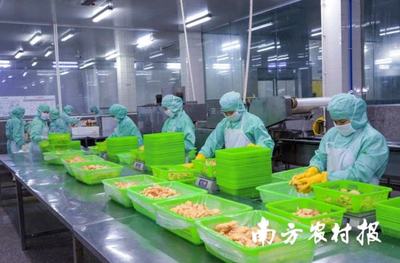 面包蝦、鳳尾蝦.年產(chǎn)量超2500噸!電白喊你來嘗對(duì)蝦預(yù)制菜